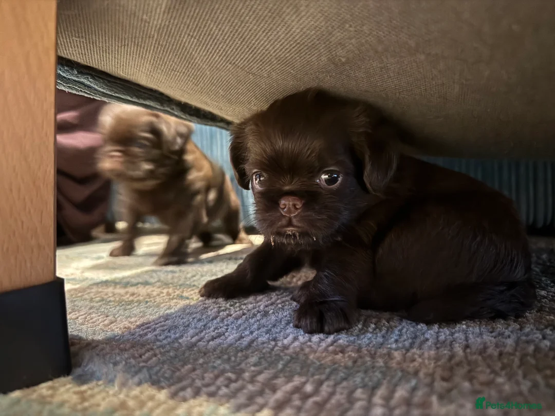 Griffon Bruxellois dogs for sale: Gorgeous Griffon Puppies  - Advert 12