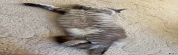 Ragdoll cats for sale: ACTIVE FAWN POINT GIRL AVAILABLE  in Norwich - Advert 9