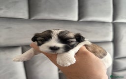 Maltipoo dogs for sale: Stunning Tiny Korean Maltipoo’s PRA clear 🧬  - Image 5