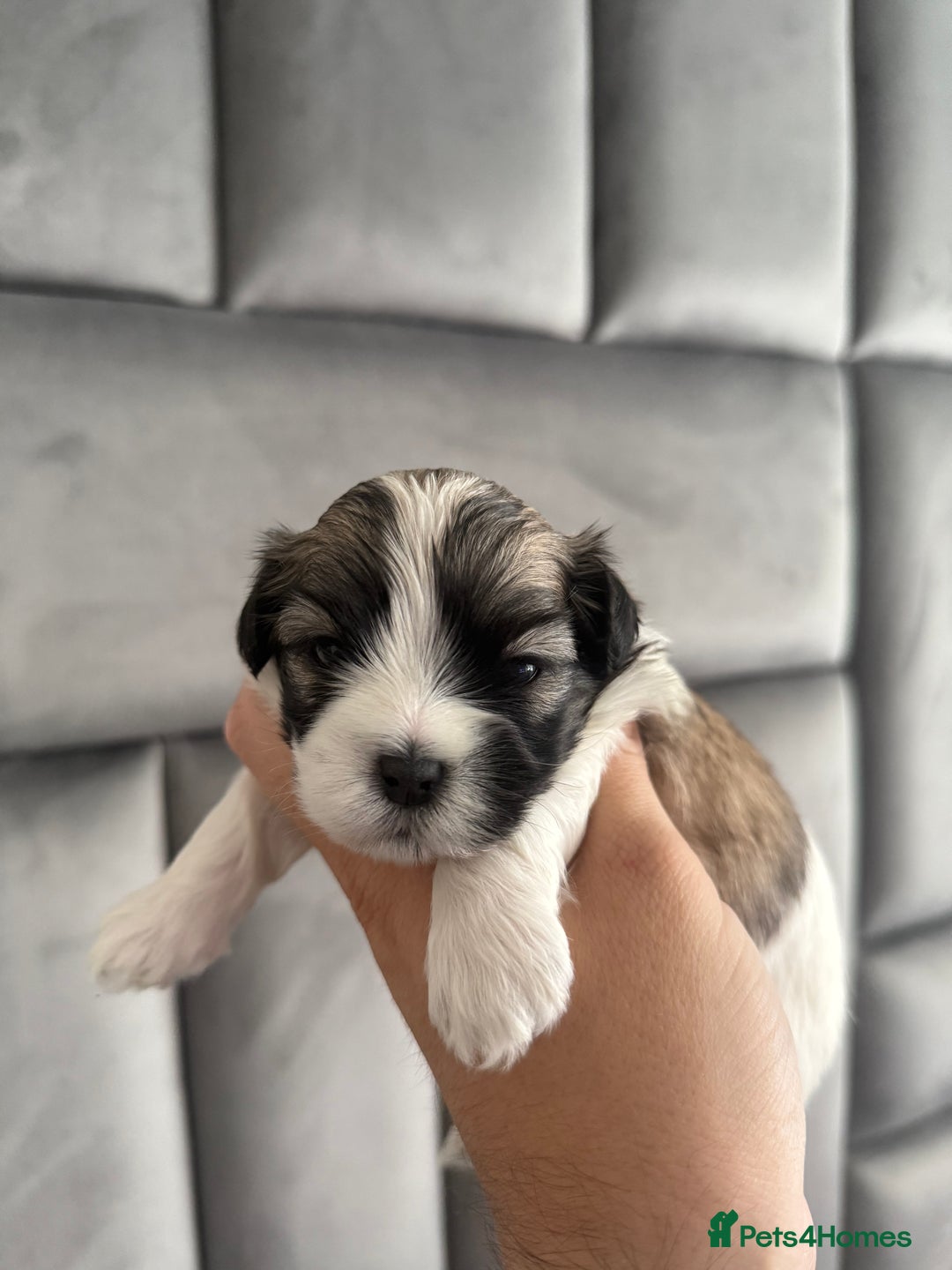 Maltipoo dogs for sale: Stunning Tiny Korean Maltipoo’s PRA clear 🧬  - Image 5