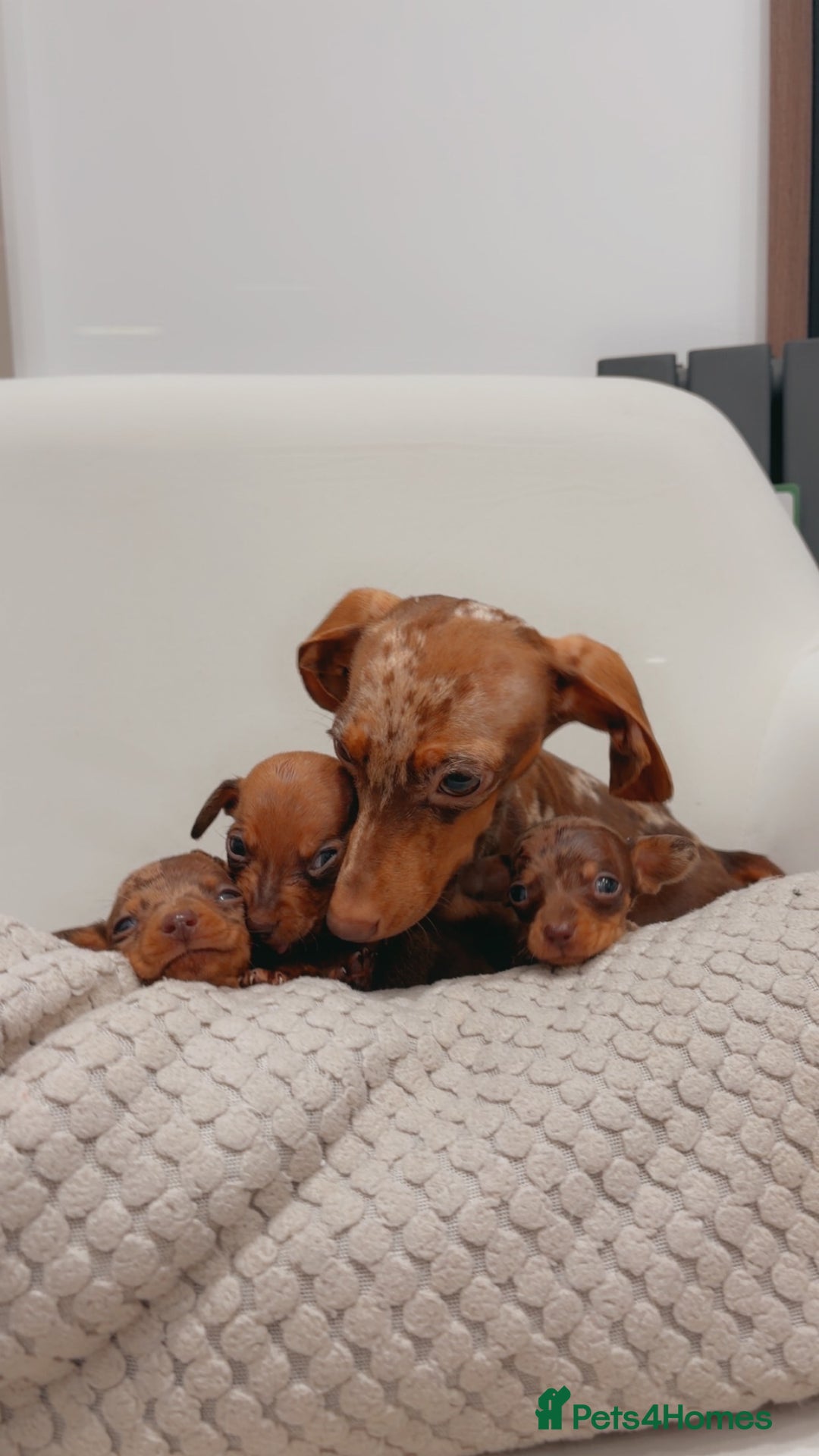 Dachshund dogs for sale: Sausage dog puppys - Advert 1