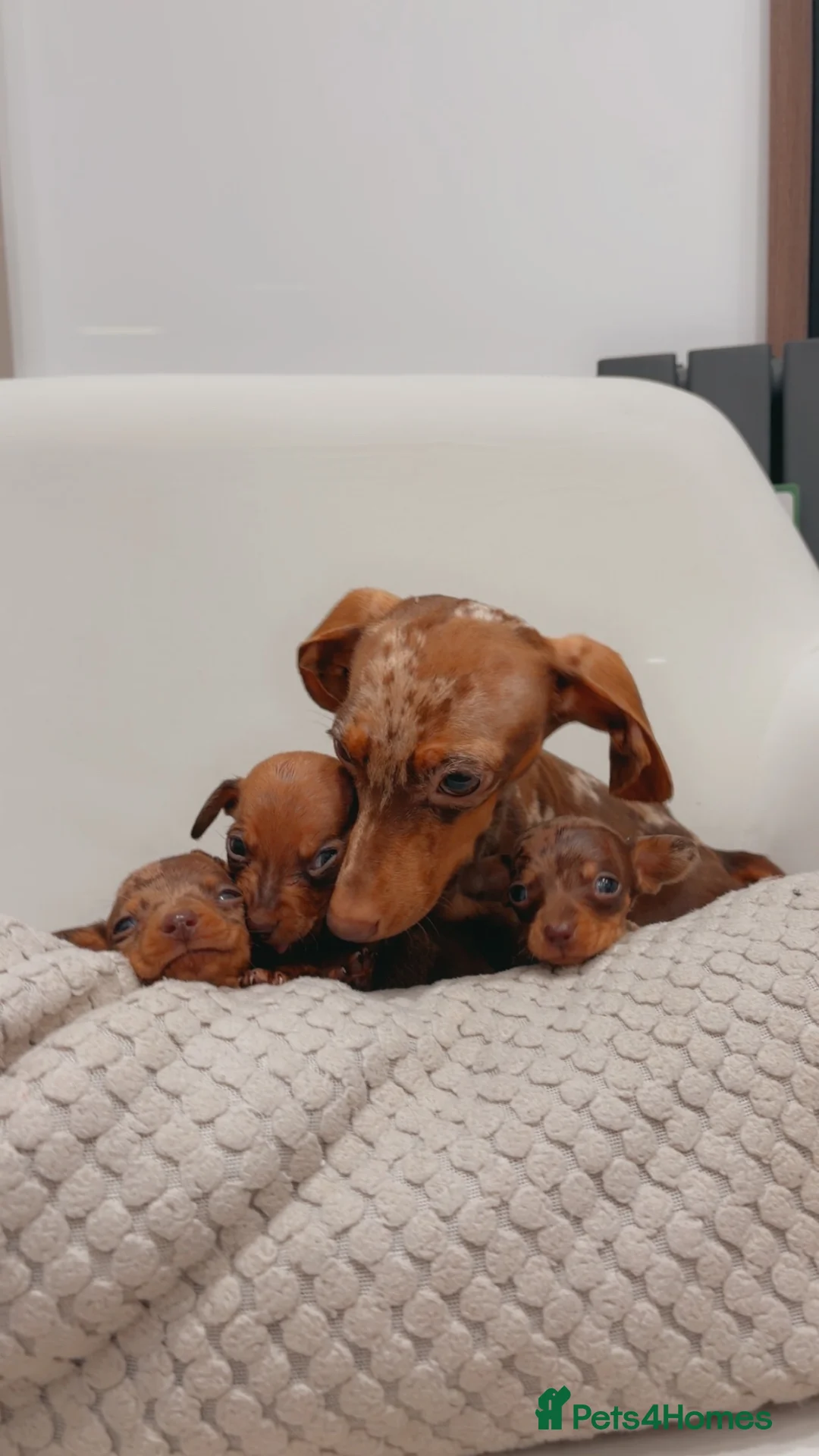 Dachshund dogs for sale: Sausage dog puppys - Advert 1