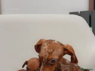 Dachshund dogs Sausage dog puppys - Advert 18
