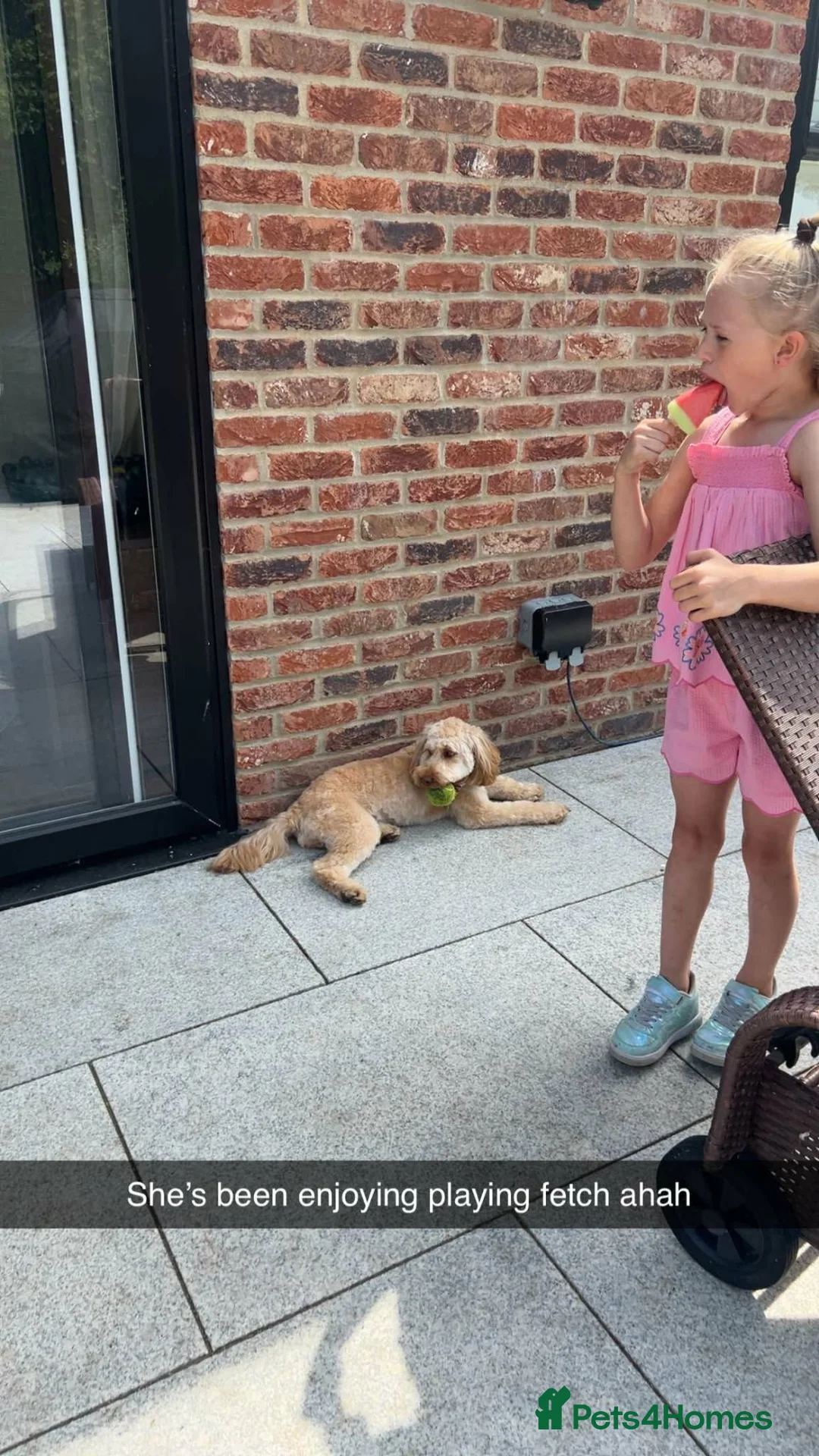 Mixed Breed dogs for sale: Beautiful cockerdor puppies - Advert 7