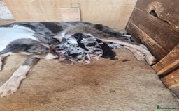 Border Collie dogs for sale: Red, and blue merle, tri, b/w collies farm reared - Image 24