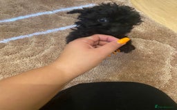 Cockapoo dogs for sale: Small Cockerpoo female puppy  - Image 3