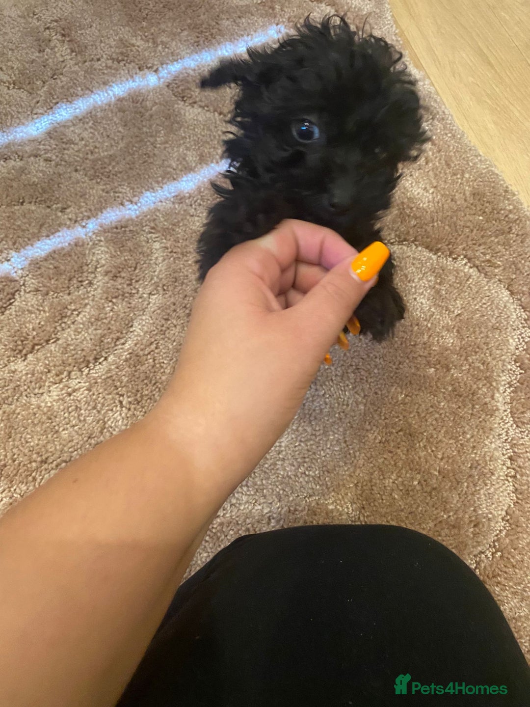 Cockapoo dogs for sale: Small Cockerpoo female puppy  - Image 3