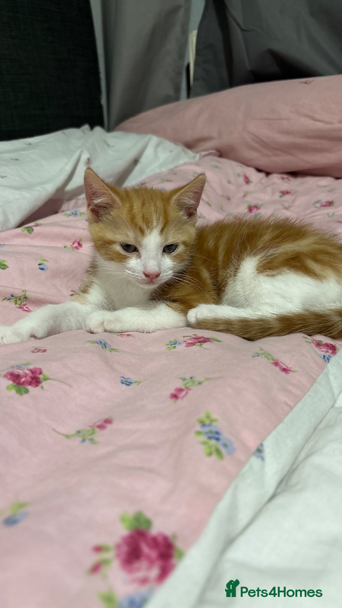 Mixed Breed cats Beautiful Ginger Kitten Looking for a Forever Home - Advert 1