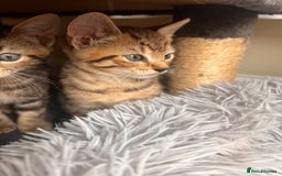 Toyger cats for sale: Adorable kitten  - Image 17