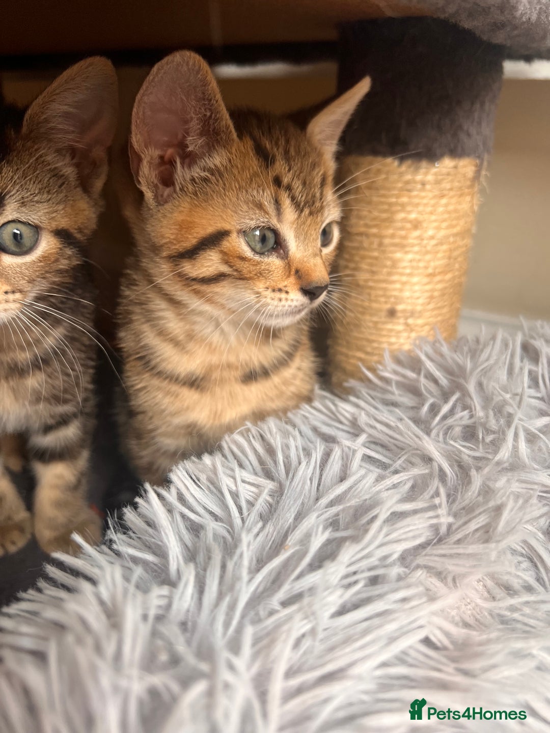 Toyger cats for sale: Adorable kitten  - Image 17