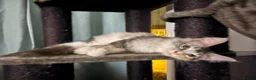 Maine Coon cats for sale: 🐾 Beautiful Maine Coon Girl – Rosie 🐾 - Advert 8