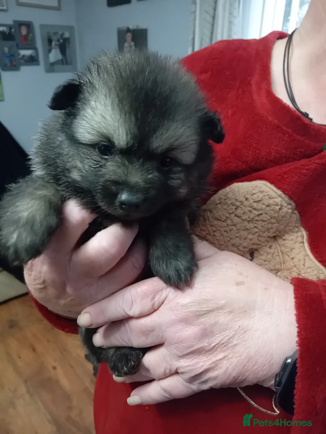 German Spitz dogs for sale: German spitz Mittel - Advert 9