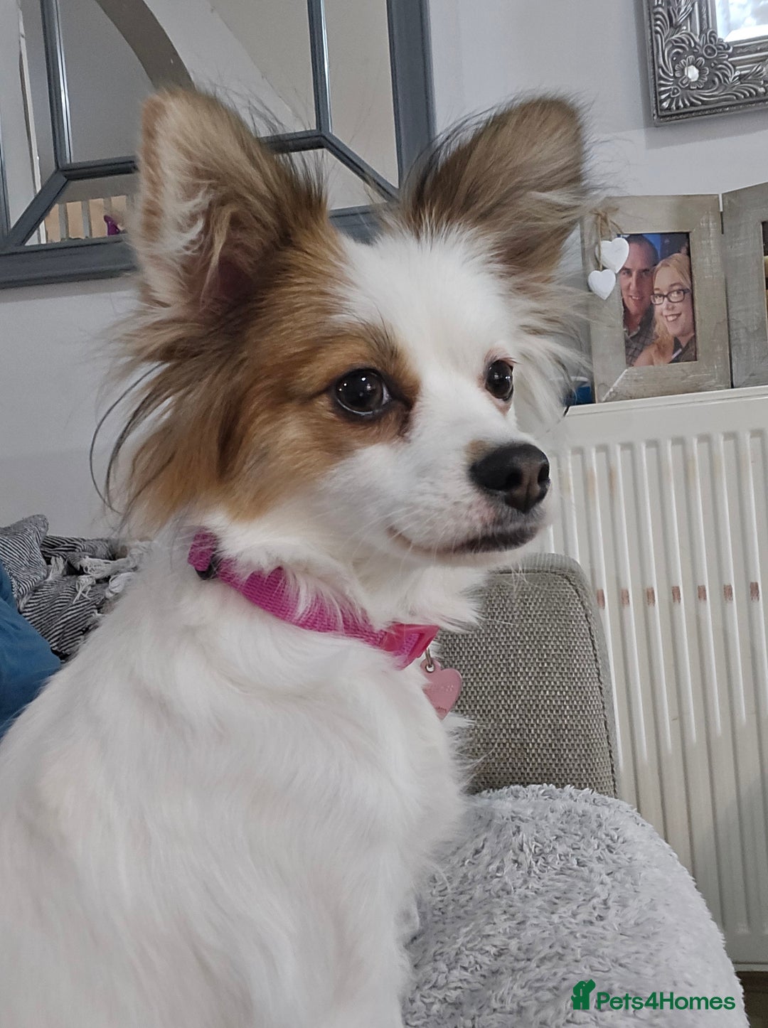 Pomchi dogs for sale: 🐶 Adorable Pomchi Puppies Available! 🐶 - Advert 2