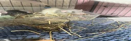 Rat rodents for sale: 4 male rats with complete set up  - Advert 4