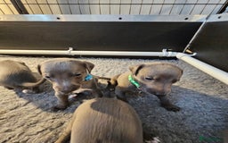 Whippet dogs for sale: excellent litter of Kc reg blue whippet puppies  - Image 13