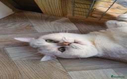 British Shorthair cats for sale: Champion lines for adoption  - Image 30