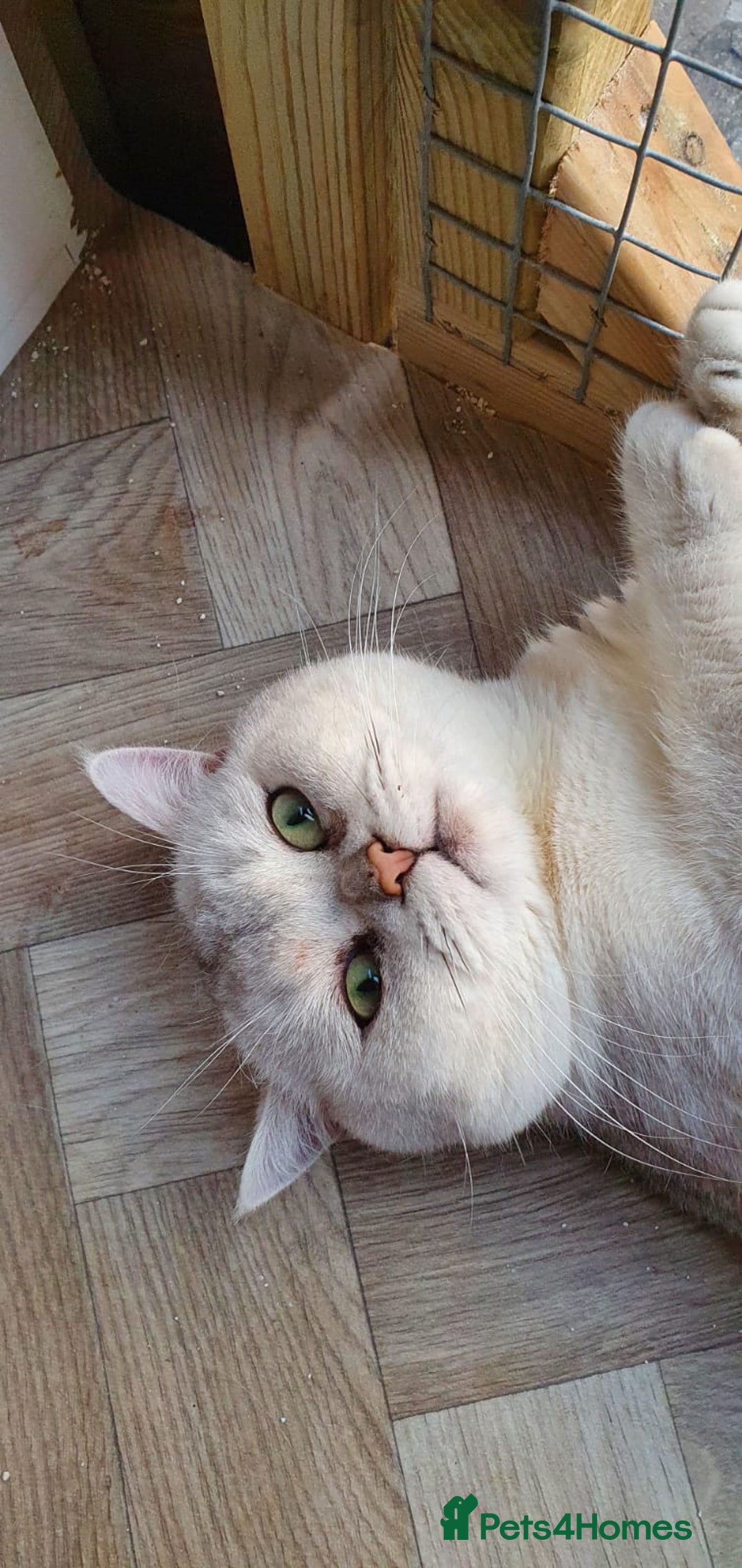 British Shorthair cats for sale: Champion lines for adoption  - Image 30