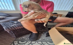 Lurcher dogs for sale: Lurcher long an short wired puppies - Image 6
