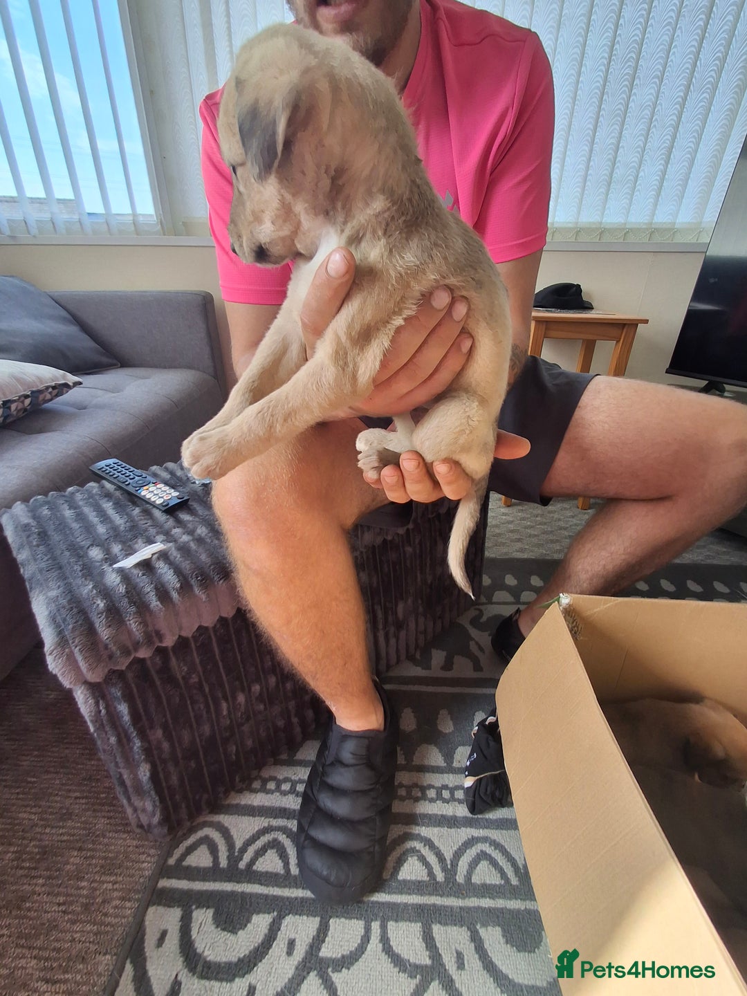 Lurcher dogs for sale: Lurcher long an short wired puppies - Image 6