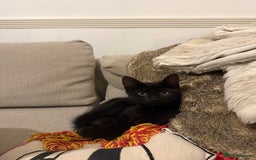 Mixed Breed cats for sale: 2 sweet natured and playful kittens for sale - Image 6