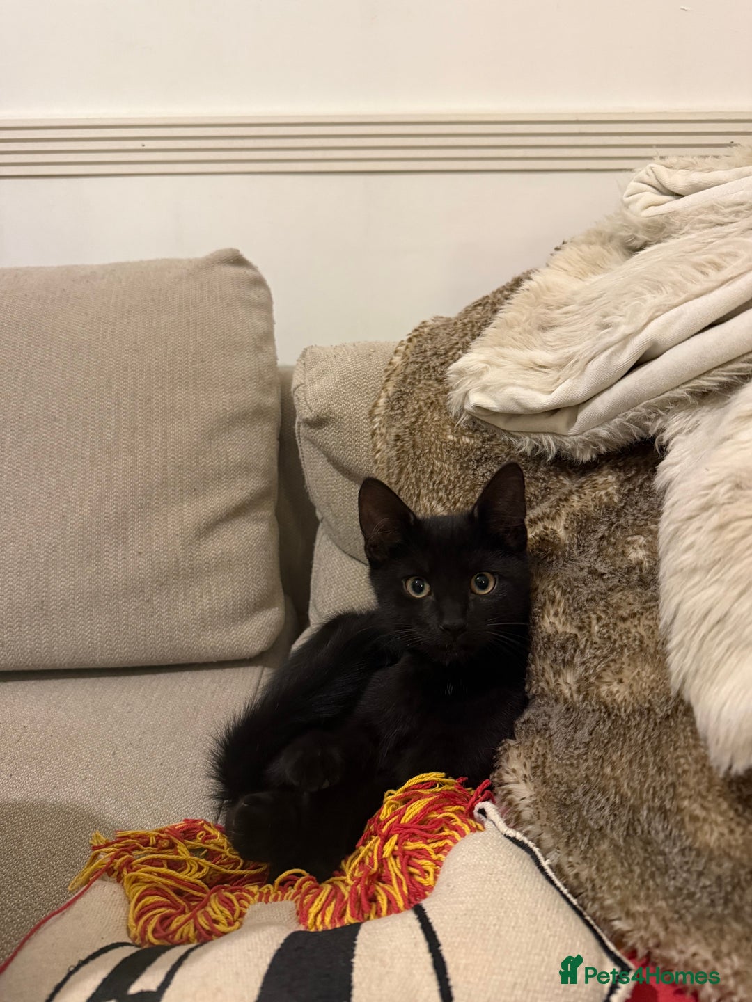 Mixed Breed cats for sale: 2 sweet natured and playful kittens for sale - Image 6