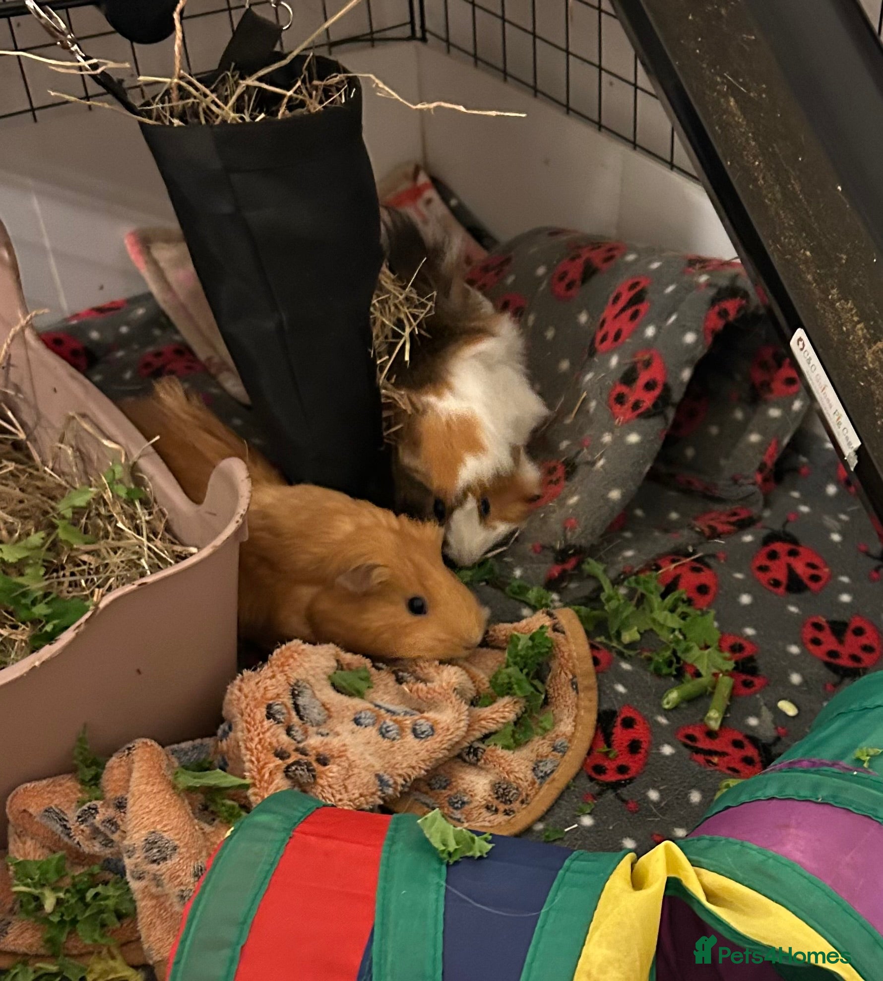 Guinea Pig rodents 1 year old bonded girls with housing set up  - Advert 1