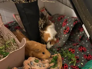 Guinea Pig rodents 1 year old bonded girls with housing set up - Advert 1