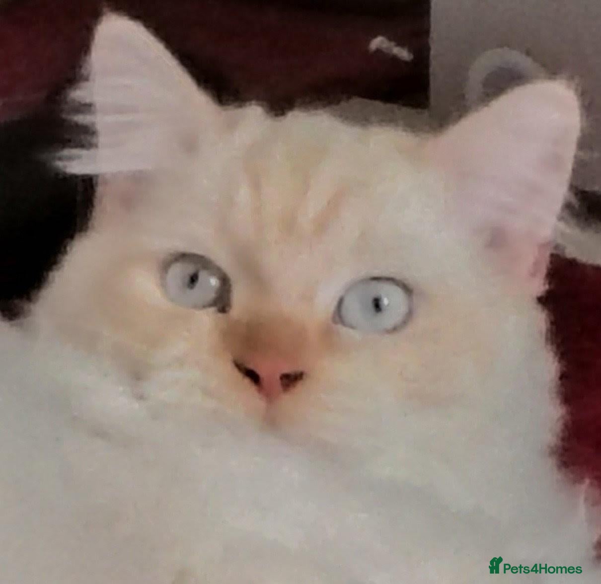 Ragdoll cats Ollie the Ragdoll Cat needs a new home - Advert 7
