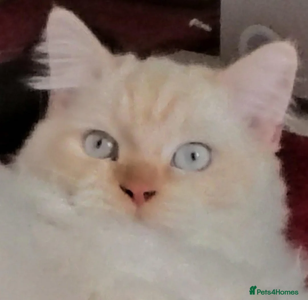 Ragdoll cats for sale: Ollie the Ragdoll Cat needs a new home - Advert 1