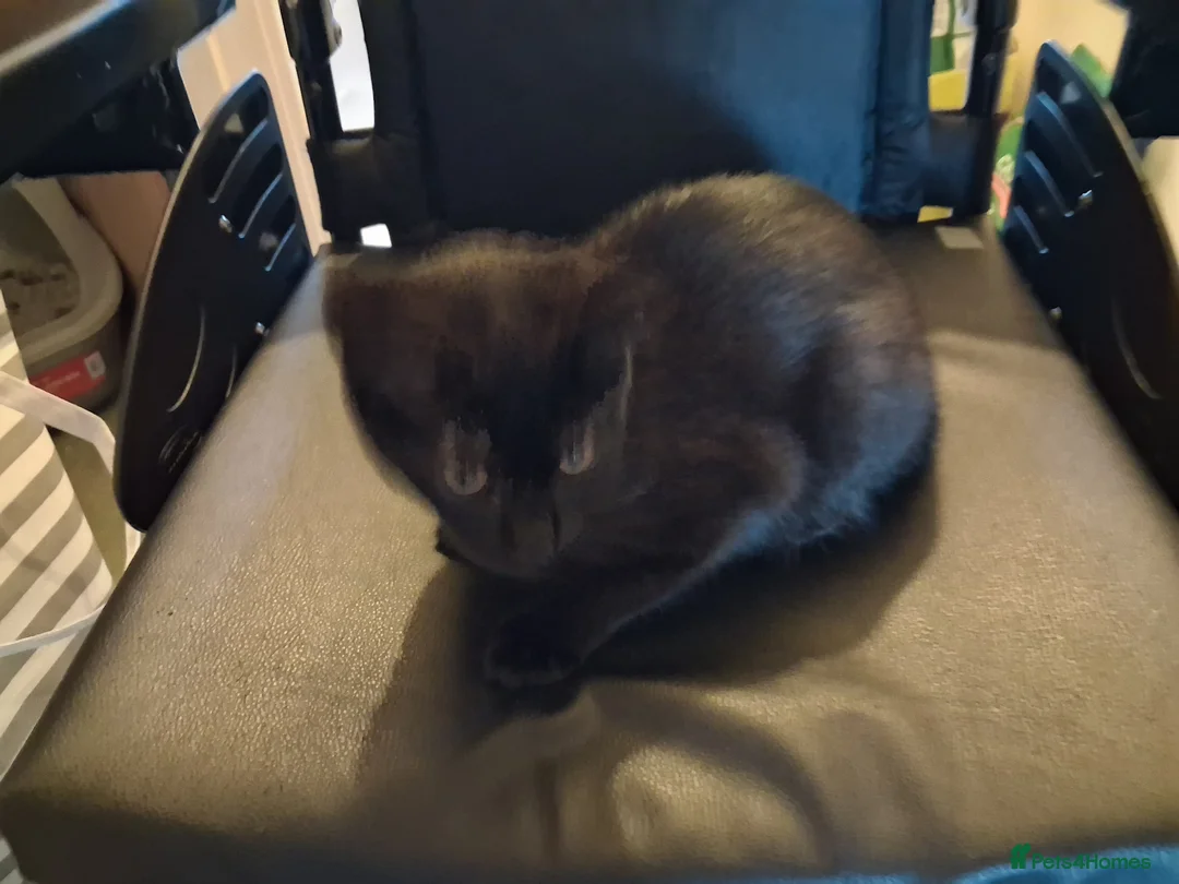 Mixed Breed cats for sale: 4month old male kitten in Sheffield - Advert 2