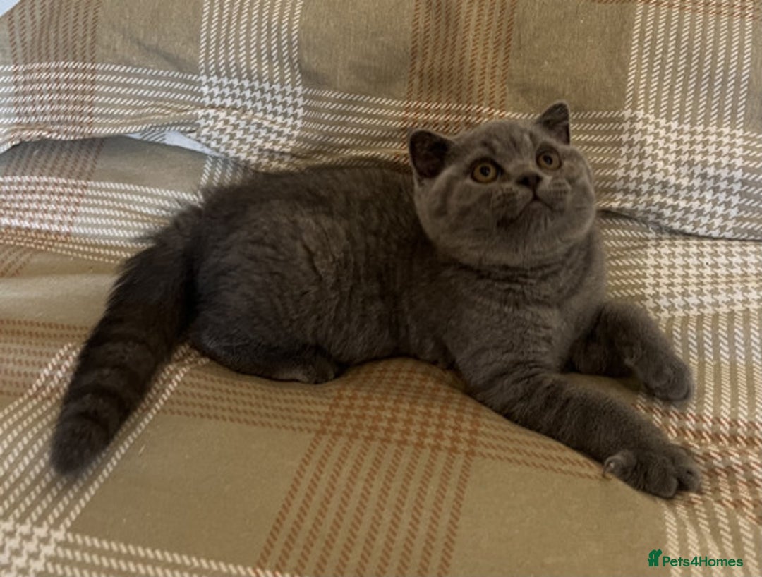 British Shorthair cats for sale: Perfect purebred British Shorthair kittens - Image 3