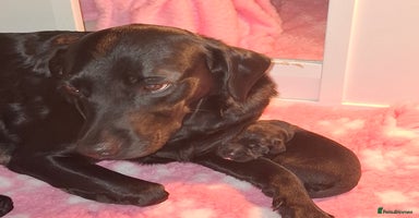 Labrador Retriever dogs - Advert 8