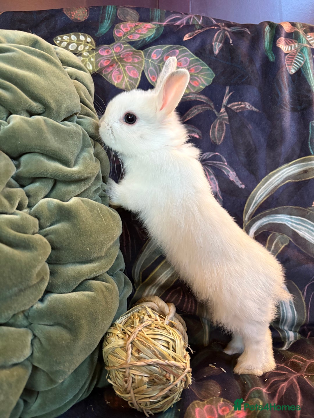 Netherland Dwarf rabbits for sale: Beautiful friendly Netherland Dwarfs (vaccinated) - Advert 7