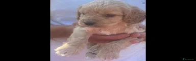 Cockapoo 3