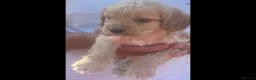 Cockapoo dogs for sale: 5 gorgeous cockapoo puppies  - Advert 5