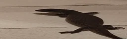 Monitor reptiles for sale: Baby bosc monitor  - Advert 2
