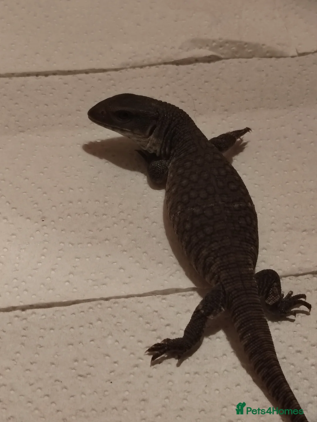 Monitor reptiles for sale: Baby bosc monitor  - Advert 2
