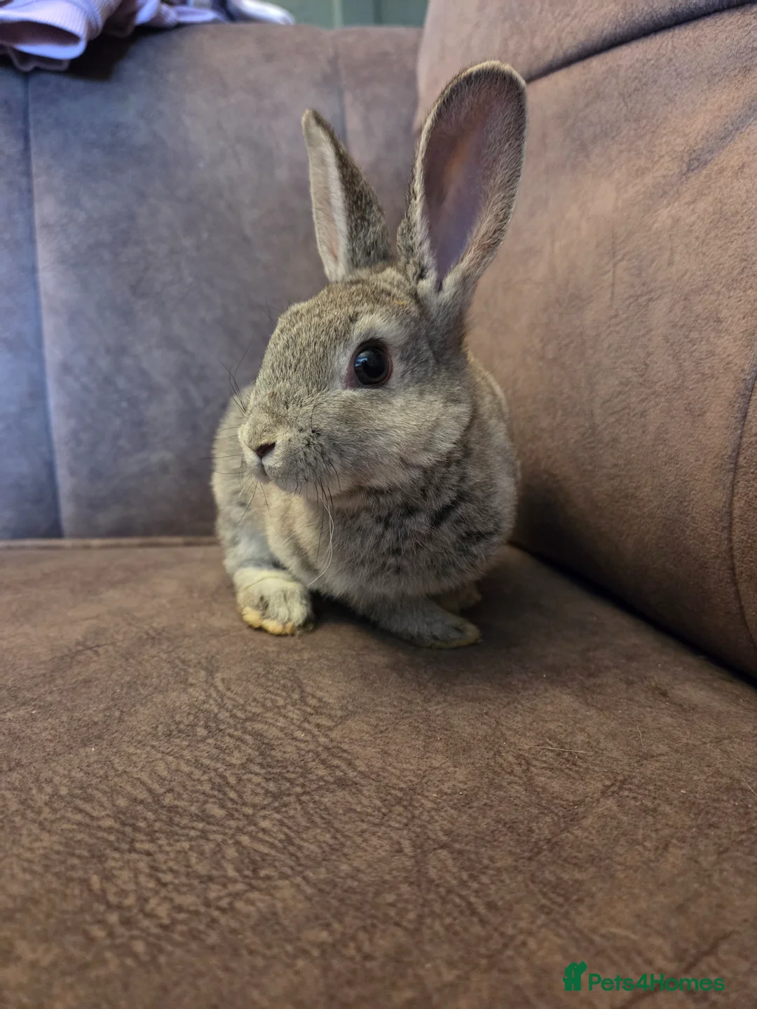 Rex rabbits for sale: Last stunning chinchilla mini rex rabbit - Advert 6