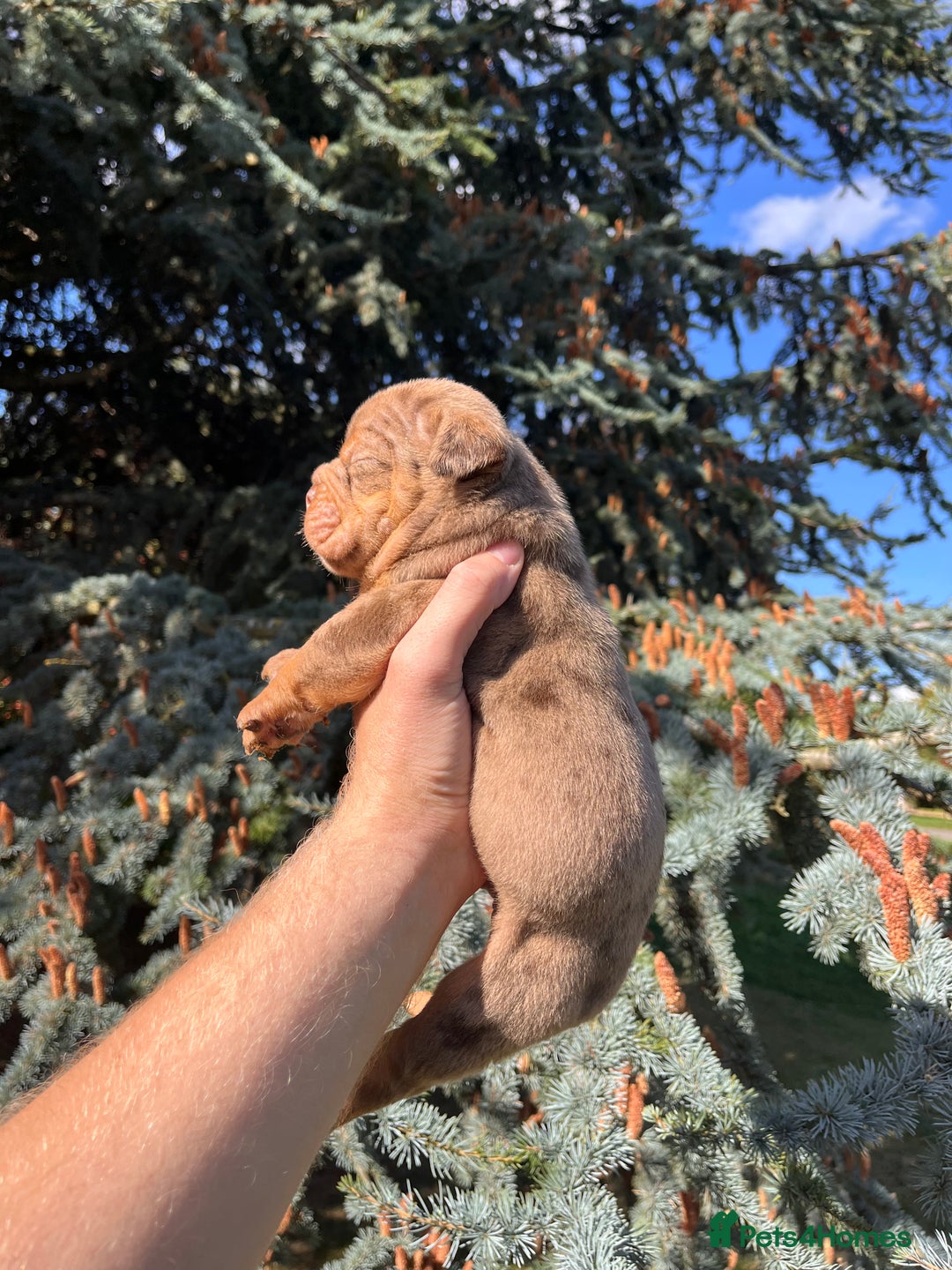 Olde English Bulldogge dogs for sale: RAINBOW OLD ENGLISH LITTER !!! - Image 12