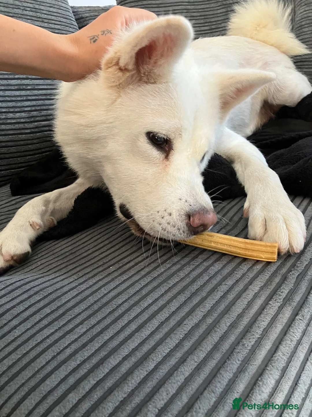 Akita dogs for sale: White female akita - Advert 1