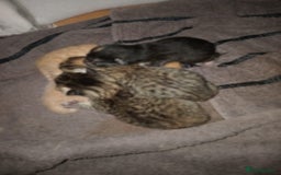 Bengal cats for sale: Bengal kittens for rehome - Image 1