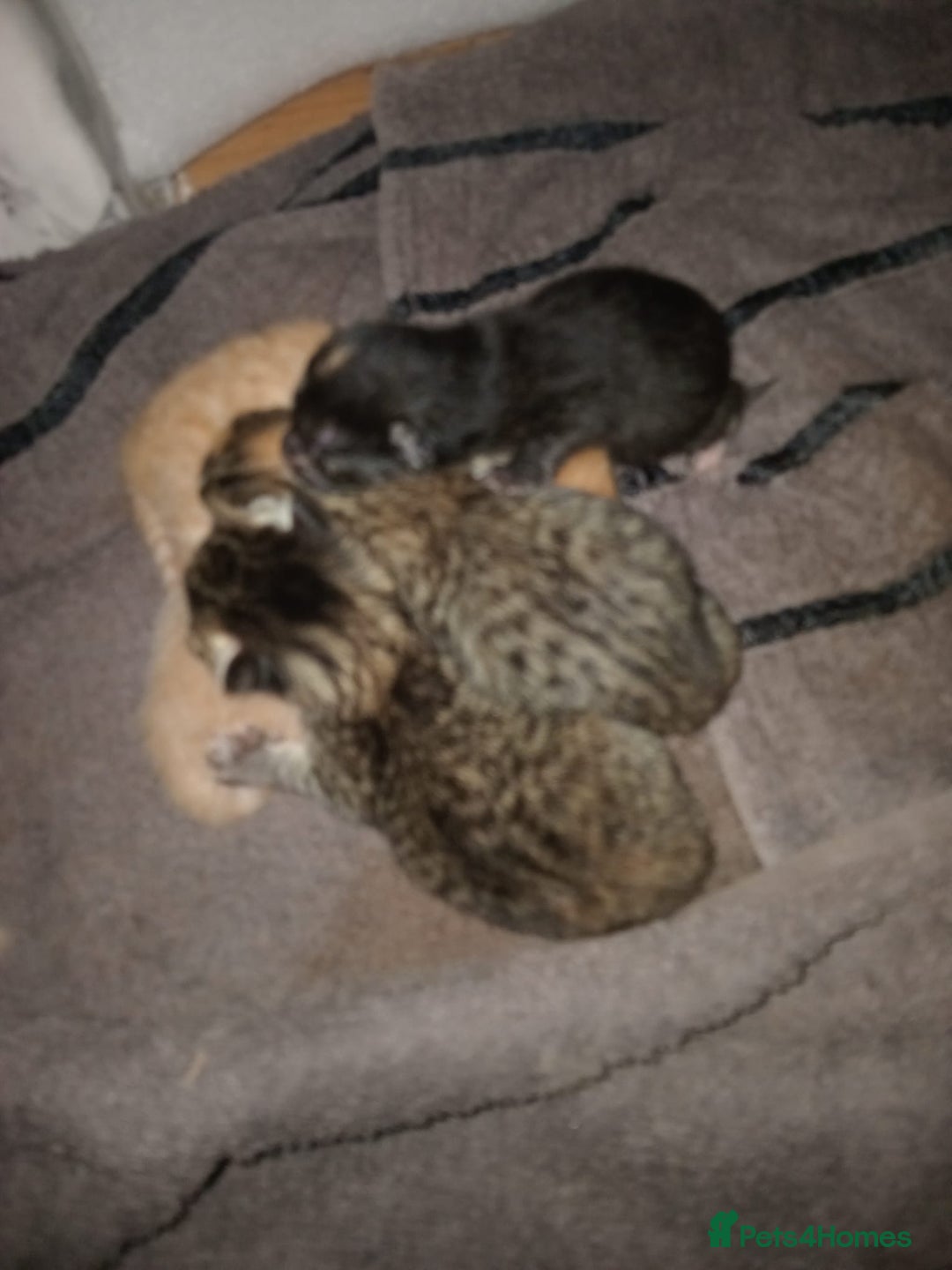 Bengal cats for sale: Bengal kittens for rehome - Image 1