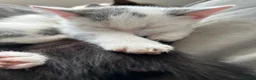 Mixed Breed cats for sale: 4 kittens for sale - Advert 5