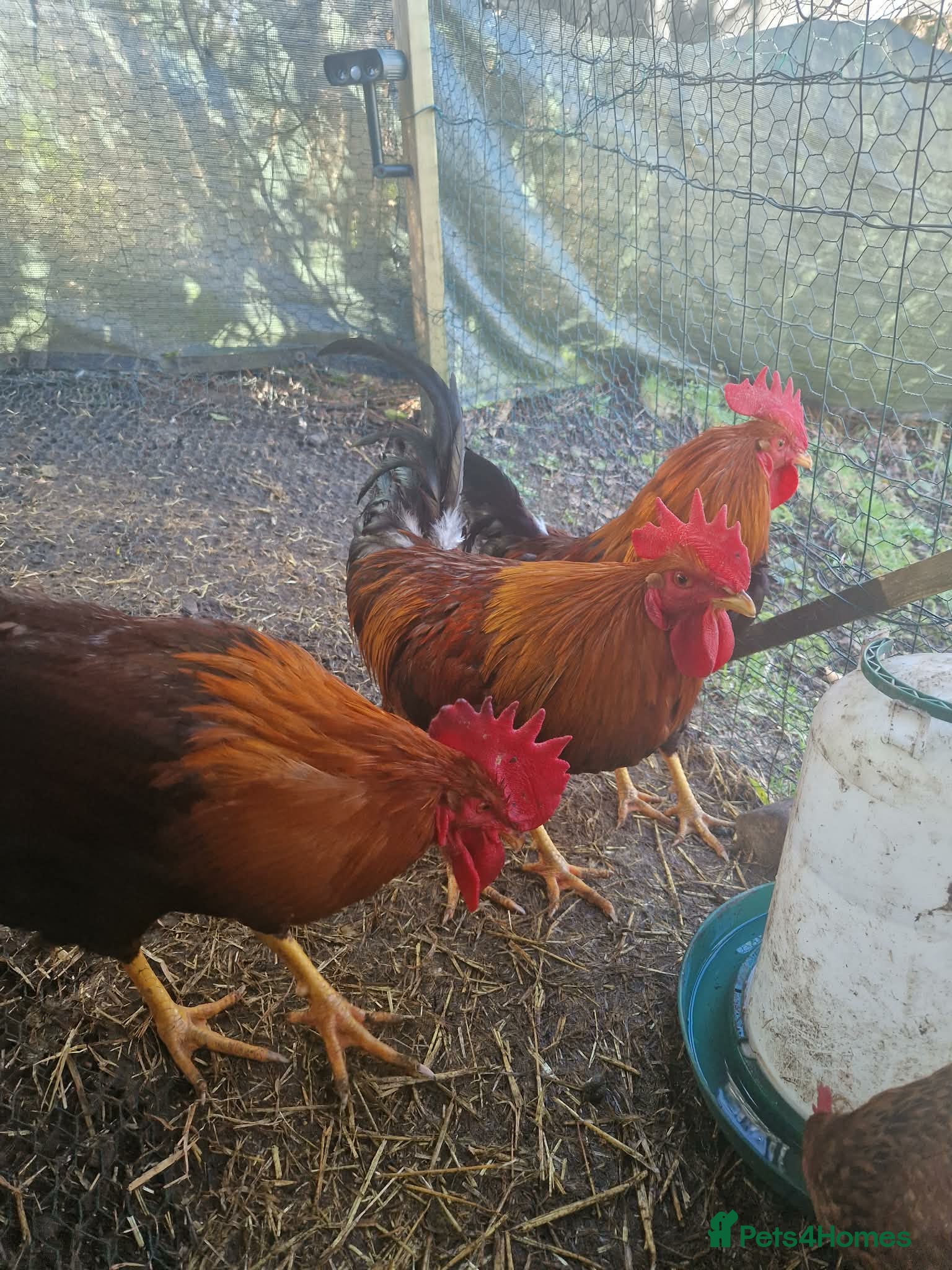Chickens poultry 1 Cockerel to be taken asap  - Advert 2