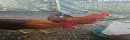 Chickens poultry for sale: 1 Cockerel to be taken asap  - Advert 2