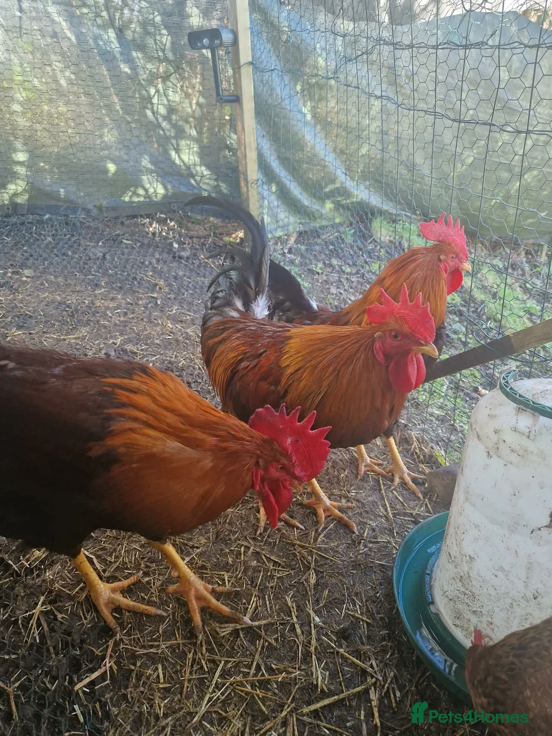Chickens poultry for sale: 1 Cockerel to be taken asap  - Advert 2