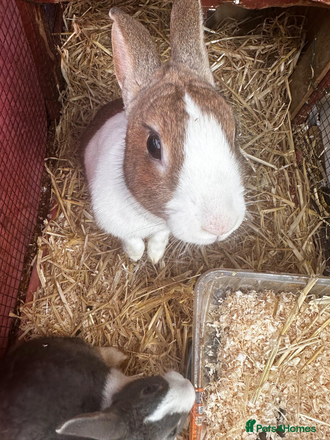 Dutch rabbits for sale: Large female breeding Dutch rabbit for sale £FREE - Advert 5