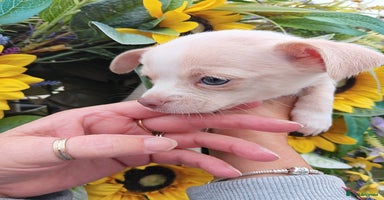 Chihuahua dogs - Advert 1