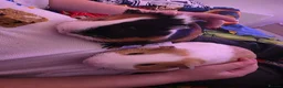 Guinea Pig rodents for sale: 2 Male Guinea Pigs Complete Set Up in Gloucester - Advert 3