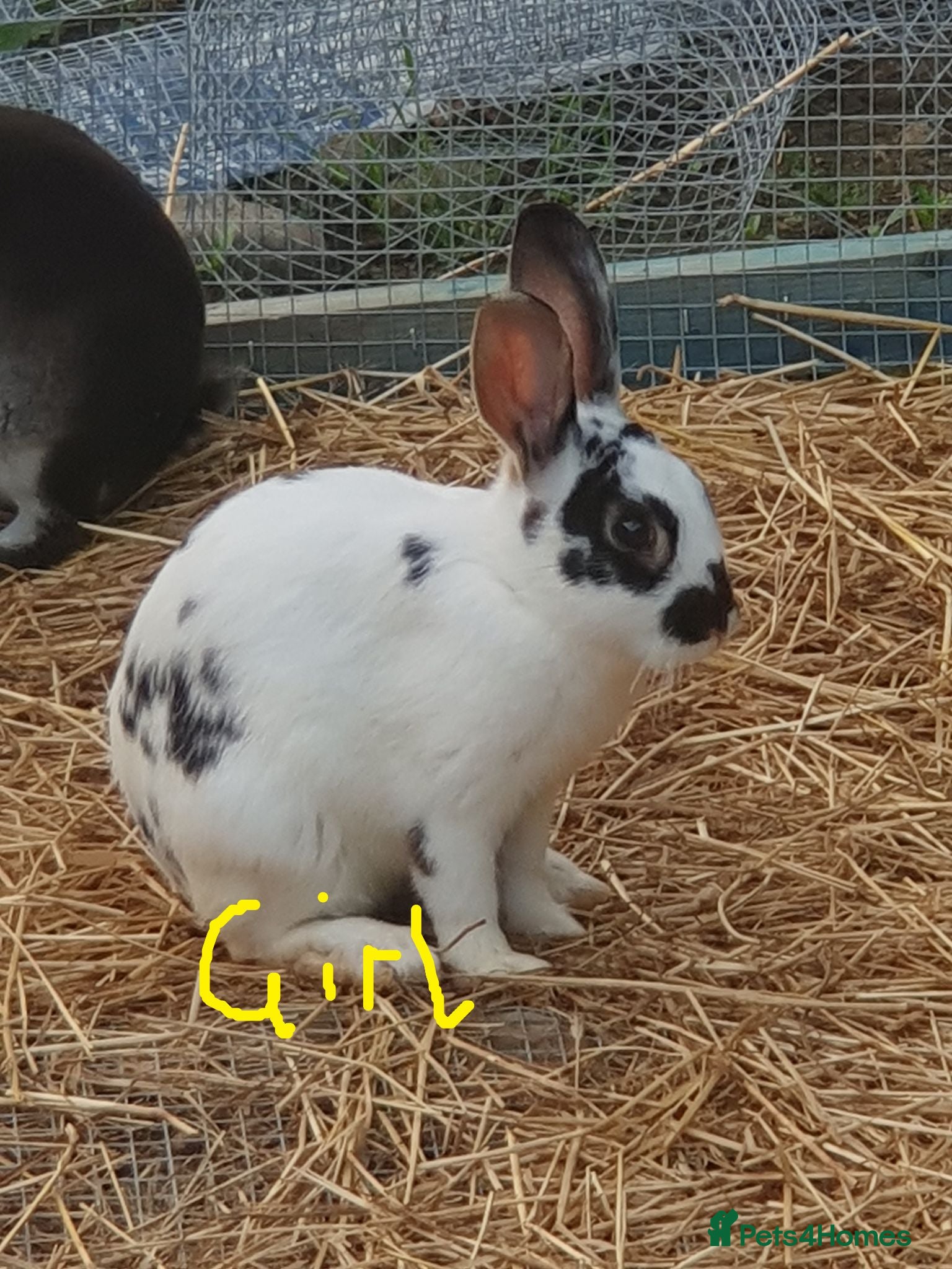 Mixed Breed rabbits 7 baby rabbits and a 12 month old male (dad!) - Advert 5